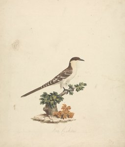 蜜蜂杜鹃 作者 詹姆斯·布鲁斯