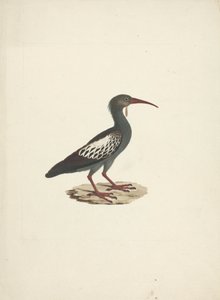 Bostrychia carunculata（肉垂鹮） 作者 詹姆斯·布鲁斯