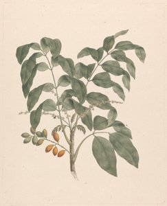 Brucea antidysenterica J. Miller（詹姆斯布鲁斯树）：添加了果茎的成品图 作者 詹姆斯·布鲁斯