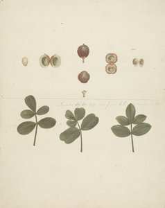 吉利德没药 (Commiphora gileadensis (L.) C. Chr.) （基列香脂，Opobalsam）：完成的水果图、解剖的水果和叶子 作者 詹姆斯·布鲁斯