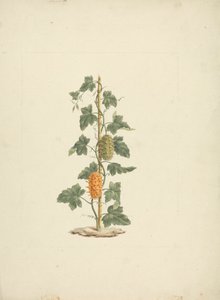 Cucumis metuliferus Naud（野生黄瓜）：成品图 作者 詹姆斯·布鲁斯