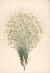 纸莎草（Cyperus papyrus L.）：花序成品图 作者 詹姆斯·布鲁斯