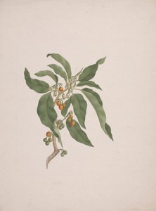 Discopodium penninervium Hochst. 作者 詹姆斯·布鲁斯
