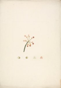 Euphorbia nubica N.E.Br.（努比亚刺玫）：花和果实嫩枝成品图，以及花卉解剖细节 作者 詹姆斯·布鲁斯