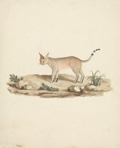 蹄山猫 作者 詹姆斯·布鲁斯