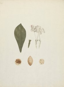 栀子花 Schum.& Thonn. (Jovis-Tonantis)：带有水果附加细节的成品图 作者 詹姆斯·布鲁斯