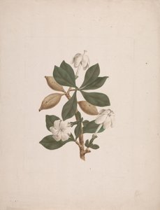 栀子花 Schum.& Thonn. （野栀子）：成品图 作者 詹姆斯·布鲁斯