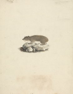 Heterohyrax brucei（黄斑岩蹄兔） 作者 詹姆斯·布鲁斯