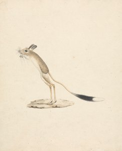 Jerboa 作者 詹姆斯·布鲁斯