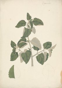 唇形科（不确定种）：叶芽完成图，无花 作者 詹姆斯·布鲁斯