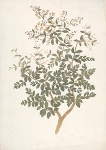 Lawsonia inermis L.（Henna）：花叶嫩枝成品图 作者 詹姆斯·布鲁斯