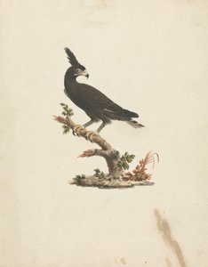 Lophaetus occipitalis（长冠鹰） 作者 詹姆斯·布鲁斯