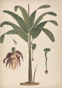 Musa x sapientum L.（香蕉）：带有花序细节的成品图 作者 詹姆斯·布鲁斯