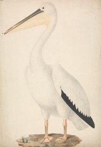 Pelecanus onocrotalus（大白鹈鹕） 作者 詹姆斯·布鲁斯