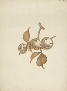 非洲胖大海（Sterculia africana (Lour.) Fiori）：带有种子荚的茎的完成图，一些打开显示种子 作者 詹姆斯·布鲁斯