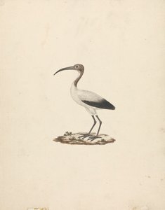非洲圣鹮 作者 詹姆斯·布鲁斯