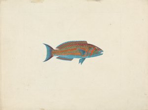 不明鱼 作者 詹姆斯·布鲁斯