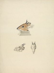 身份不明的马多夸人（迪克迪克人）：头部和头骨研究 作者 詹姆斯·布鲁斯