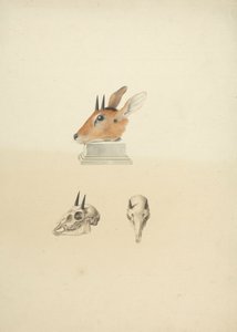 身份不明的 Madoqua（Dik-dik）：头部和头骨研究 作者 詹姆斯·布鲁斯