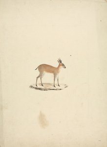 身份不明的马多瓜 (Dik-dik) 作者 詹姆斯·布鲁斯