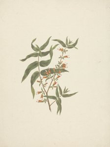 Woodfordia uniflora (A. Rich.) Koehne：开花芽的成品图 作者 詹姆斯·布鲁斯