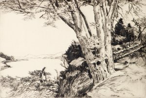 山毛榉树 作者 詹姆斯·卡佐