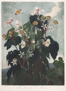花坛，或自然花园：奥比克叶海棠