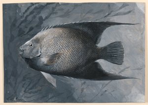 天使鱼 作者 詹姆斯卡特胡子