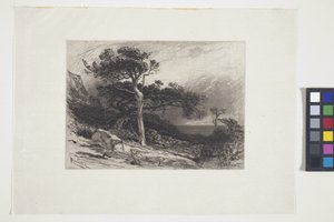 老雪松，缅因州海岸（墨水、钢笔、铅笔）