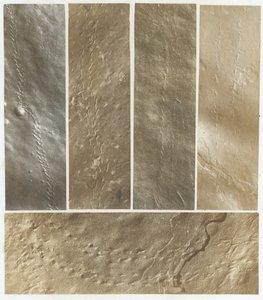 来自康涅狄格河砂岩的Ichnographs，1861年出版。 作者 詹姆斯·迪恩