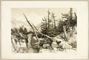 落叶松，选自《公园与森林 作者 詹姆斯·杜菲尔德·哈丁