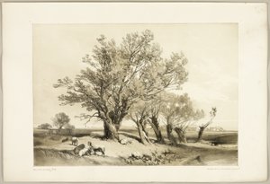 波拉德·威洛（Pollard Willow），来自《公园与森林》 作者 詹姆斯·杜菲尔德·哈丁