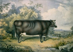 科特斯莫尔奖小母牛，在亨利斯特拉福德（1833-73）之后，1837年