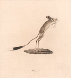 跳鼠
