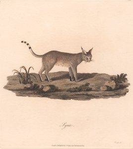 山猫