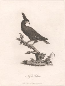 哥布林托库尔