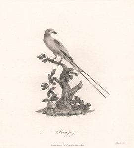 舍雷格里格