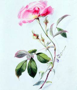 一朵玫瑰 作者 詹姆斯·霍兰德