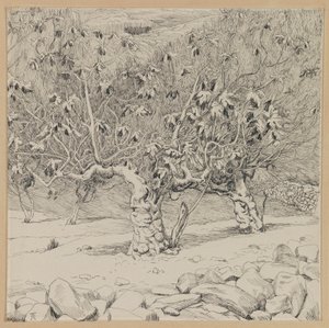 无花果树，欣嫩谷，从我们的主耶稣基督的生活插图（墨水在纸上）
