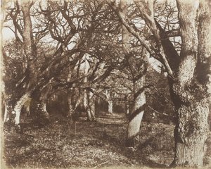 1853年至1856年，《利森林的窥视》。 作者 詹姆斯·奈特