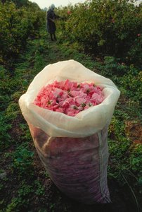 一个装满新鲜采摘的玫瑰花瓣的袋子。玫瑰谷，保加利亚。