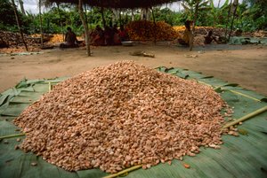 一大堆可可豆（属：Theobroma，种：可可），已经被... 作者 詹姆斯·L·斯坦菲尔德