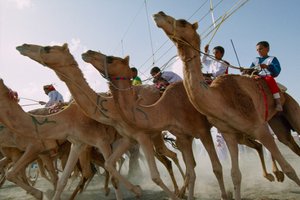 阿曼国庆骆驼赛期间，骆驼奋力向前。阿曼 Al Falaj 区赛马场。 作者 詹姆斯·L·斯坦菲尔德