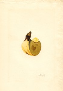 香蕉（麝香）（水彩画）