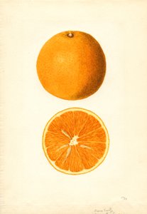 波恩早熟橘（柑橘）（水彩画）