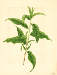 埃尔伯塔桃树（Prunus persica: Elberta）带绿叶的枝条（水彩画）