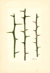 柑橘茎干上的柑橘腐烂病（水彩画