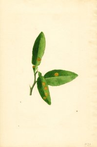 病橘树叶（水彩画