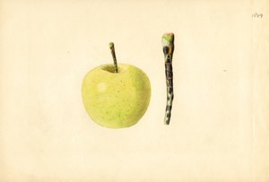 金苹果（水彩画