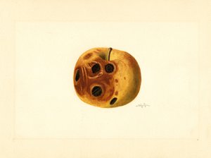 格兰姆斯苹果（水彩画